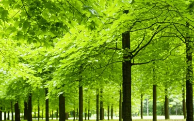 Illustration acer - Image 1