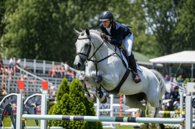 Illustration holsteins - Image 1