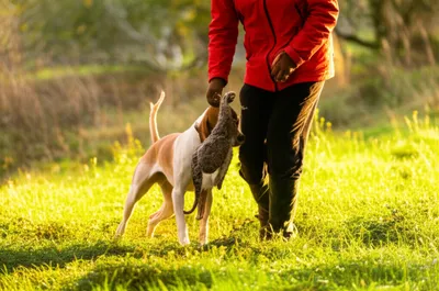 Illustration flesh - Image 1