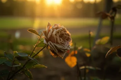 Illustration menopause - Image 1