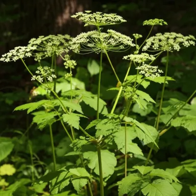 Illustration sarsaparilla - Image 1