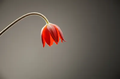 Visuelle Darstellung für das Wort „die" - Sterben