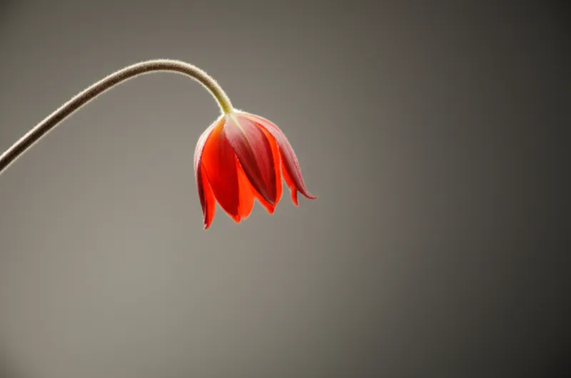 「die」の視覚的なイラスト - 死ぬ