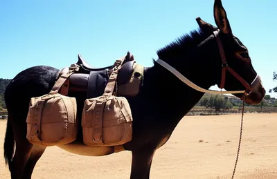 Illustration saddlebags