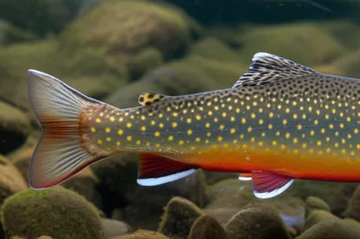 Illustration squaretail - Image 1