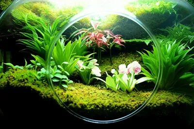 Illustration terrarium - Image 1