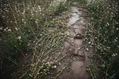 Illustration tramps - Image 1