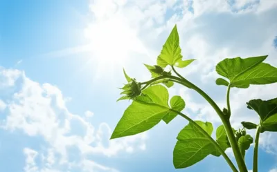 Illustration heliotrope