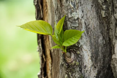 Illustration grafted - Image 1