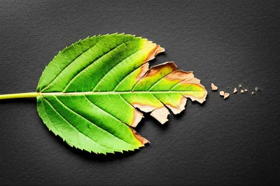 Illustration flagging - Image 1