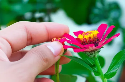 Illustration breeding - Image 1