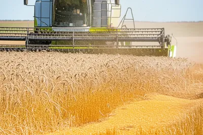 Illustration threshing - Image 1