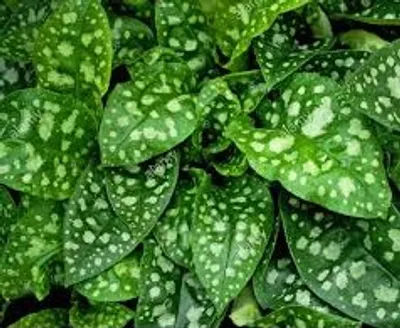 Illustration mottled - Image 2