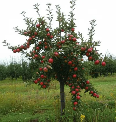 Illustration pippin - Image 1