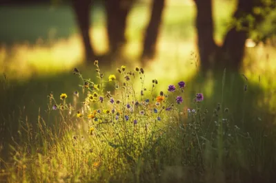 Illustration lite - Image 1