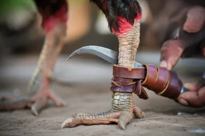 Illustration cockspur - Image 1