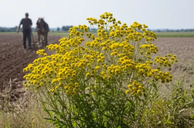 Illustration spikenard - Image 1