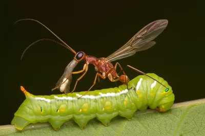Illustration ichneumon - Image 1