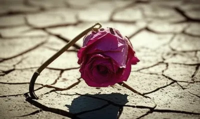 Illustration soured - Image 1