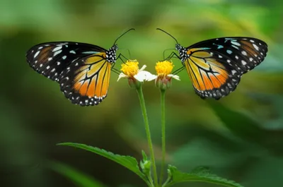 Illustration cryptic - Image 1