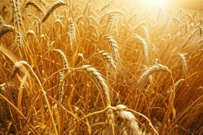 Illustration parched - Image 1