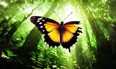 Illustration snares - Image 1