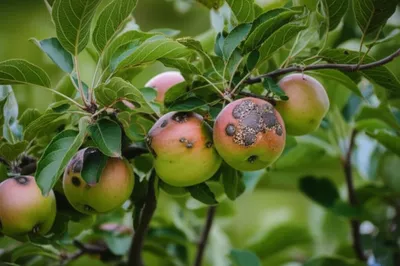 Illustration scab - Image 1