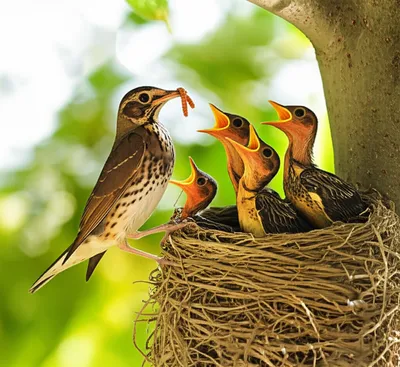 Визуальная иллюстрация слова «feeding» - Кормить