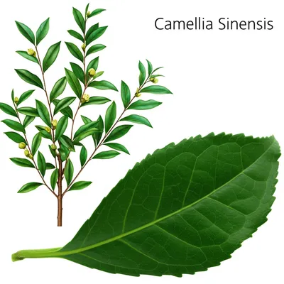 Illustration tea - Image 1