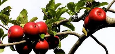 Illustration set - Image 3