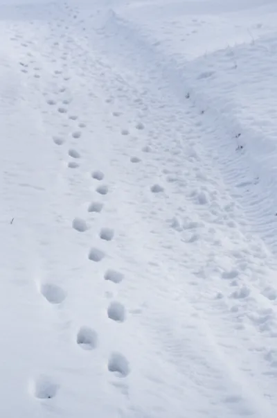 Illustration strains - Image 1