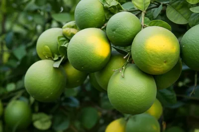 Illustration pomelos - Image 1