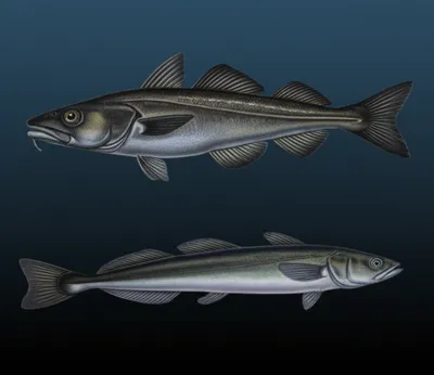 Illustration coalfish