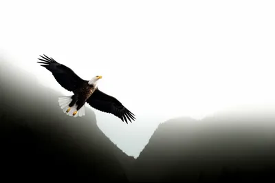 Illustration soaring - Image 1