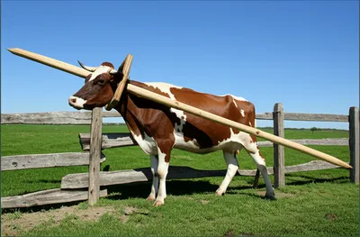 Illustration pokes - Image 1