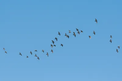 Illustration wings - Image 1