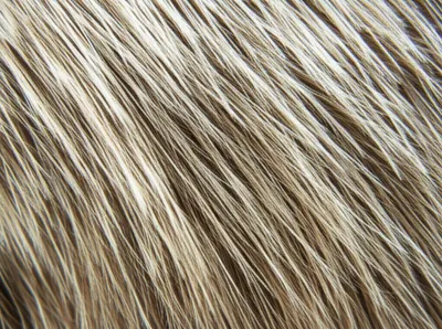 Illustration fur - Image 1