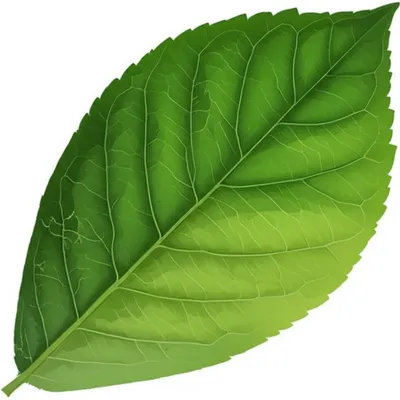 Illustration dorsal - Image 1