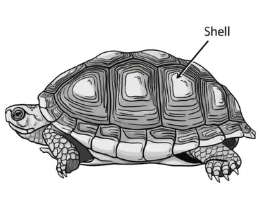 Illustration shell - Image 1