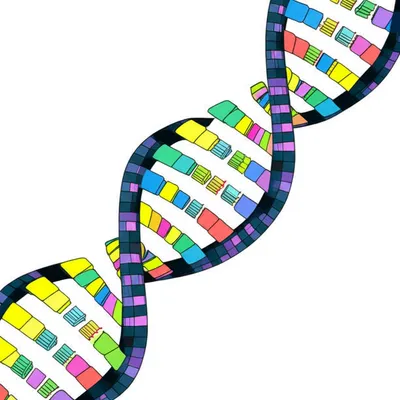 Illustration homologies - Image 1