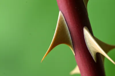 Illustration pointed - Image 1