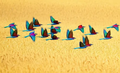 Illustration scour - Image 1