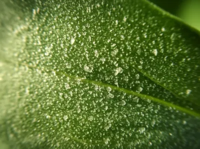 Illustration scurf - Image 1