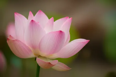 Illustration vagina - Image 1