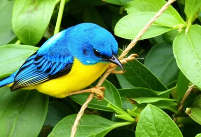 Illustration snared - Image 1