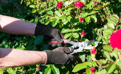 Illustration curtailed - Image 1