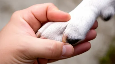 Illustration knucklebones