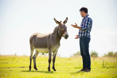 Illustration mule - Image 1