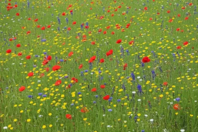 Illustration interspersed - Image 1