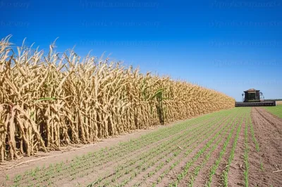 Illustration farmed - Image 1